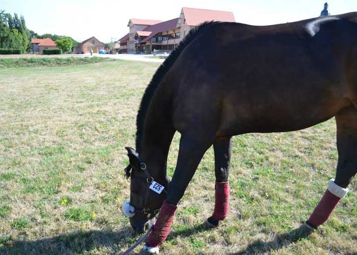 élevage chevaux Pithiviers