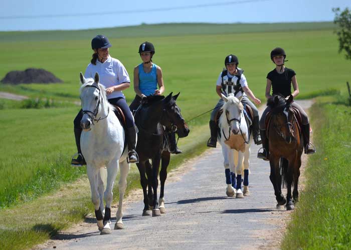 élevage des chevaux Pithiviers