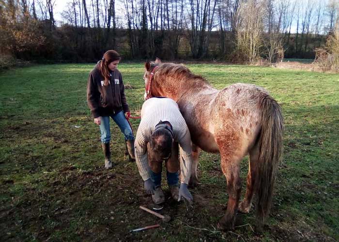 pension chevaux Pithiviers